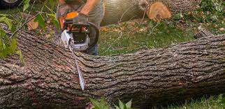 Reliable Newark, IL Tree Removal Services Solutions